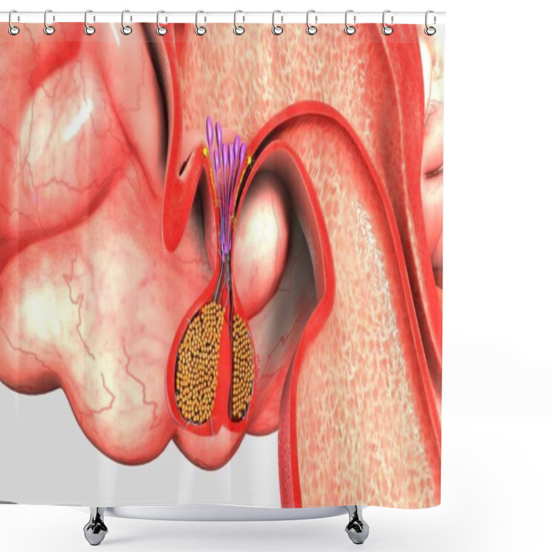 Personality  Human Pituitary Gland Shower Curtains