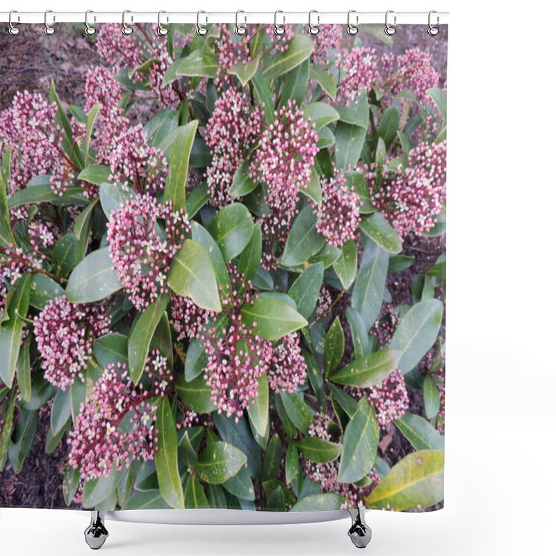 Personality  Japanese Skimmia, Skimmia Japonica, With Buds Shower Curtains