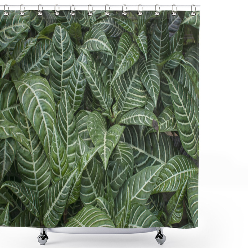 Personality  Leafy Green Aphelandra Plant Shower Curtains