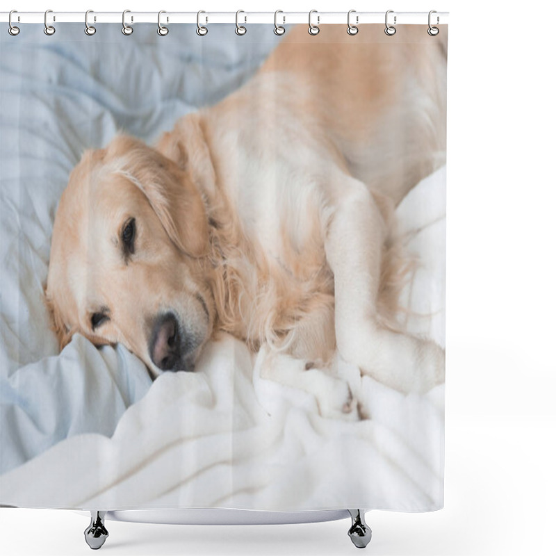 Personality  Dog Lying On Blankets On Bed Shower Curtains