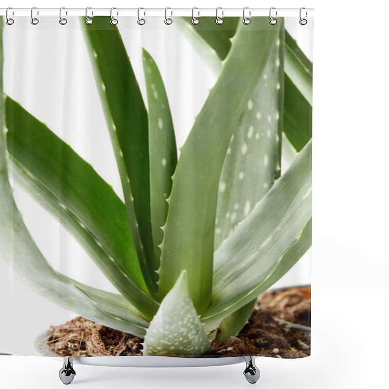 Personality  Closeup Image Of Aloe Vera In Pot Isolated On White Background  Shower Curtains