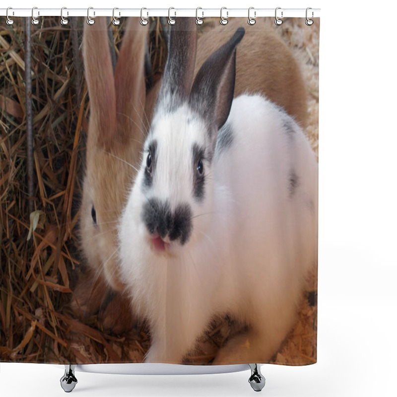 Personality  Two Cute Rabbits Are Sitting Pressed Against Each Other. White And Beige Rabbit Are Sitting On The Hay Shower Curtains