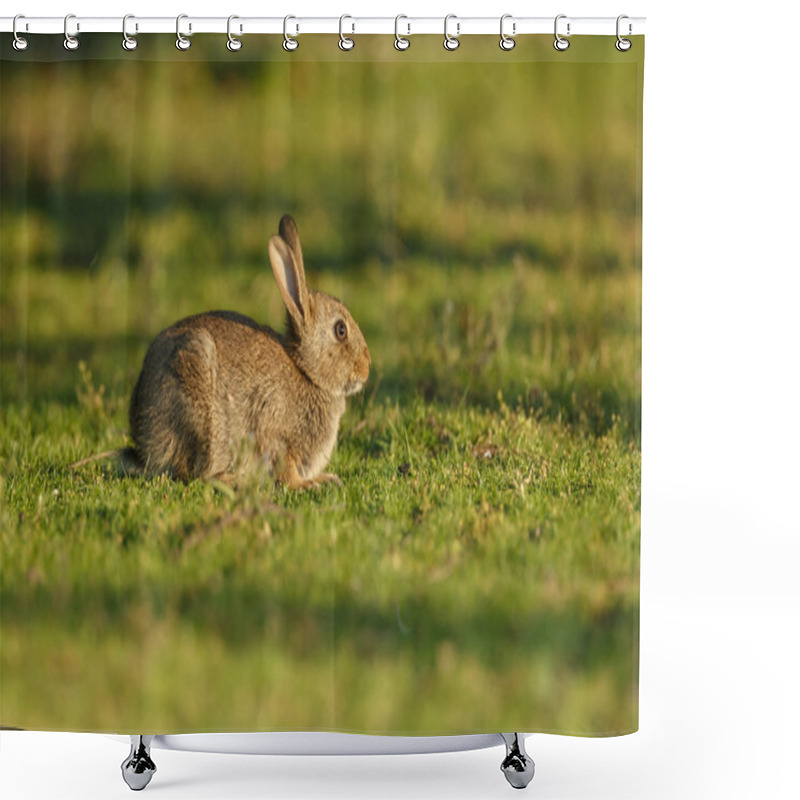 Personality   Young Juvenile Rabbit Shower Curtains