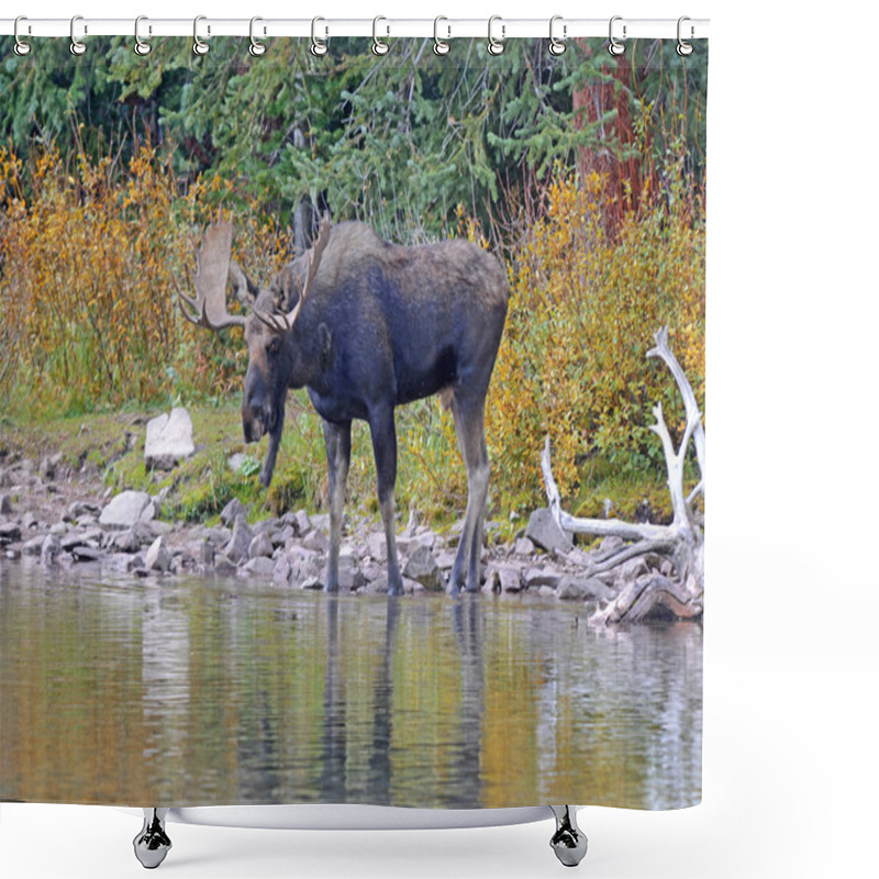 Personality  Bull Moose Shower Curtains