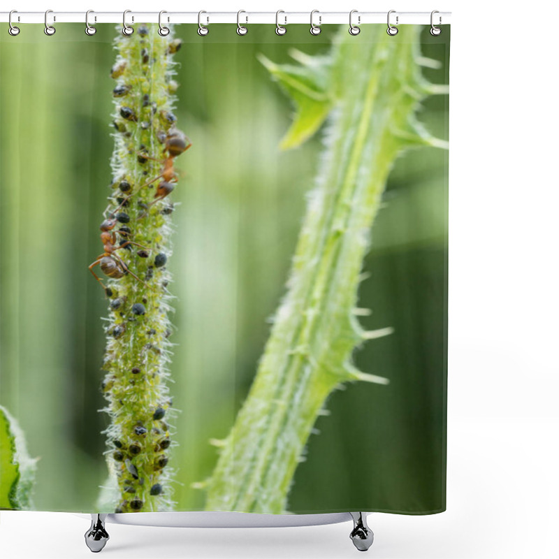 Personality  Plant Lice Colony Shower Curtains