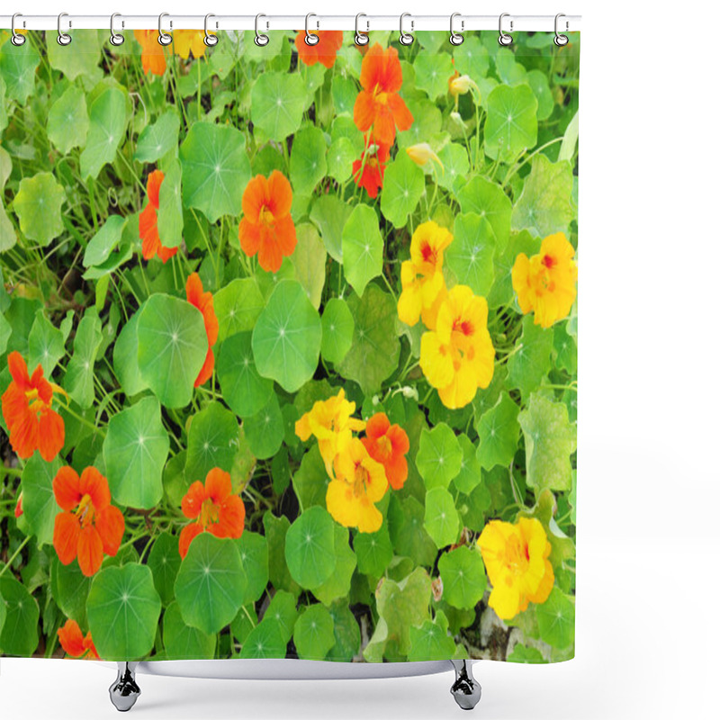 Personality  Nasturtium Flowers Shower Curtains