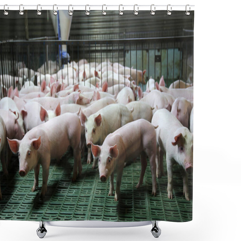 Personality  Domestic Breed Piglets Growing On Modern Animal Farm Shower Curtains