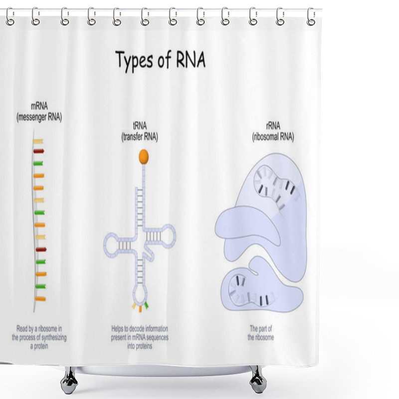 Personality  Types Of RNA. TRNA For Transfer, That Helps To Decode Information Present In MRNA, RRNA In Ribosome, And MRNA That Reads By A Ribosome In The Process Of Synthesizing A Protein. Vector Poster Shower Curtains