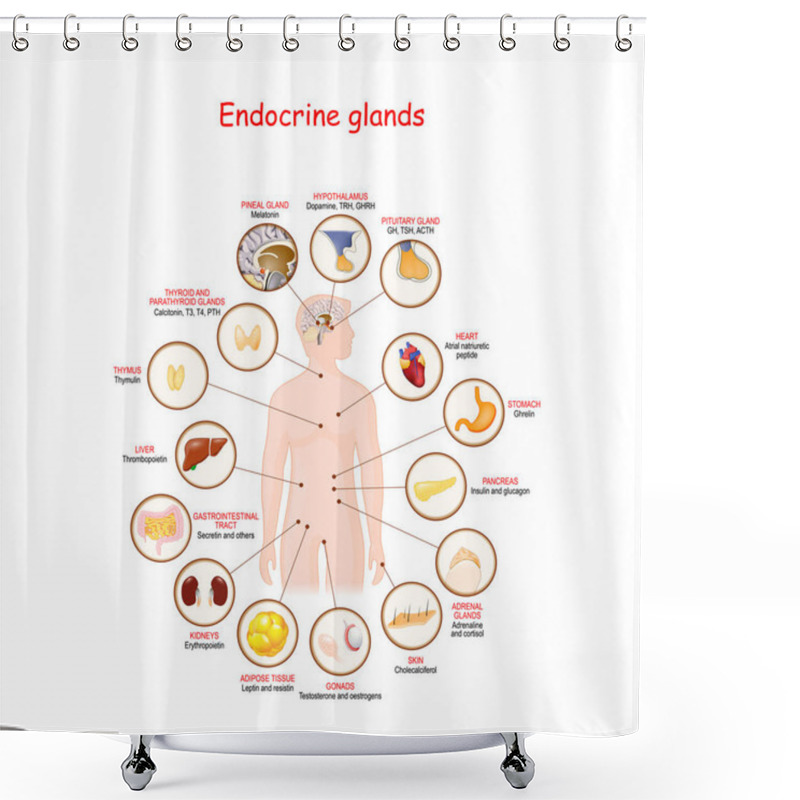 Personality  Endocrine Glands And Hormones. Shower Curtains