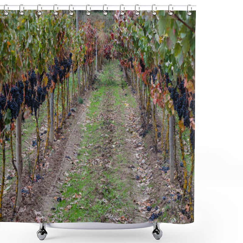 Personality  Autumnal Vines Near Cubillo De Ebro, Valderredible, Cantabria, Spain Shower Curtains