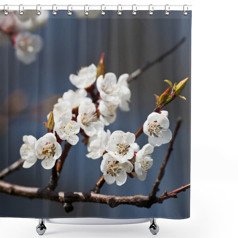 Personality  Spring - Blossoming Tree Against Lovely Blue Sky Shower Curtains