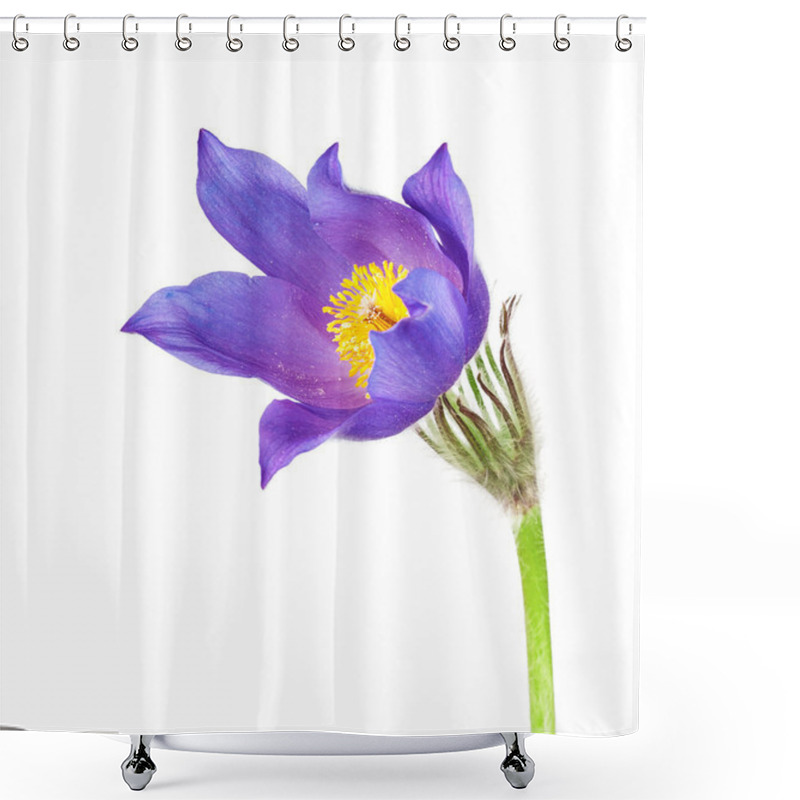 Personality  Spring Flowers Cutleaf Anemone Shower Curtains