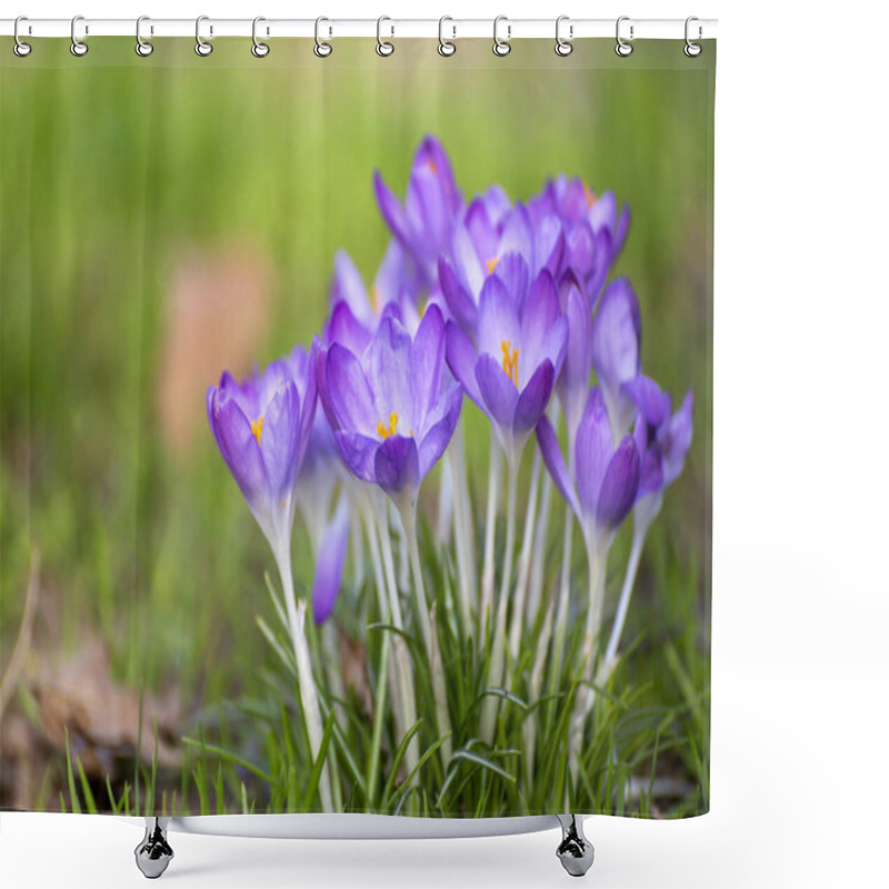 Personality  First Spring Flowers, Blossom Of Purple Crocusses In Forest Shower Curtains