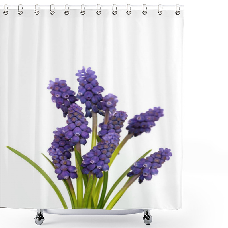 Personality  Grape Muscari Hyacinth Flower On A White Background Shower Curtains