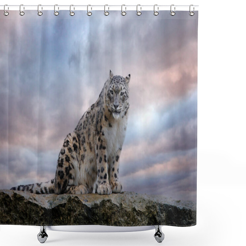 Personality  Snow Leopard With Long Taill, Sitting In Nature Stone Rocky Mountain Habitat, Spiti Valley, Himalayas In India. Snow Leopard Panthera Uncia In The Rock Habitat, Wildlife Nature. Close-up Wide Angle.  Shower Curtains