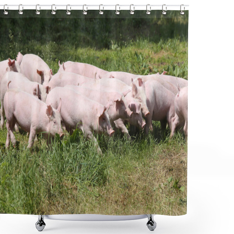 Personality  Little Pigs Piglets Graze Free On The Farm Summertime Shower Curtains