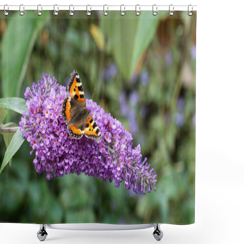 Personality  Small Tortoiseshell Butterfly On Buddleia Flower Shower Curtains