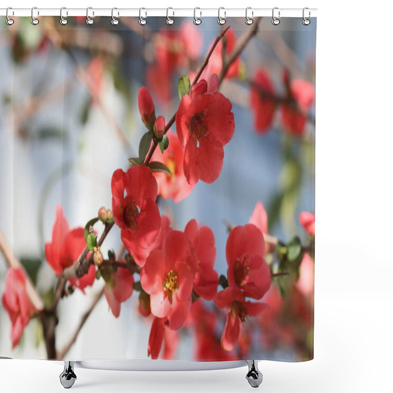 Personality  Chaenomeles Japonica (apanese Quince) Flowers In Spring Shower Curtains