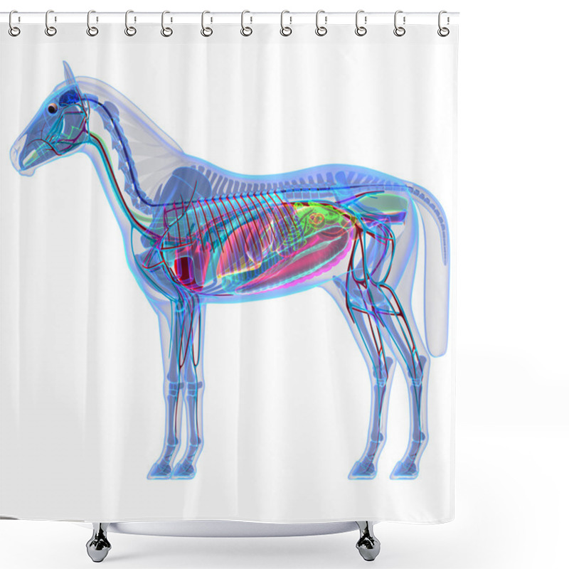 Personality  Horse Anatomy - Internal Anatomy Of A Horse Shower Curtains