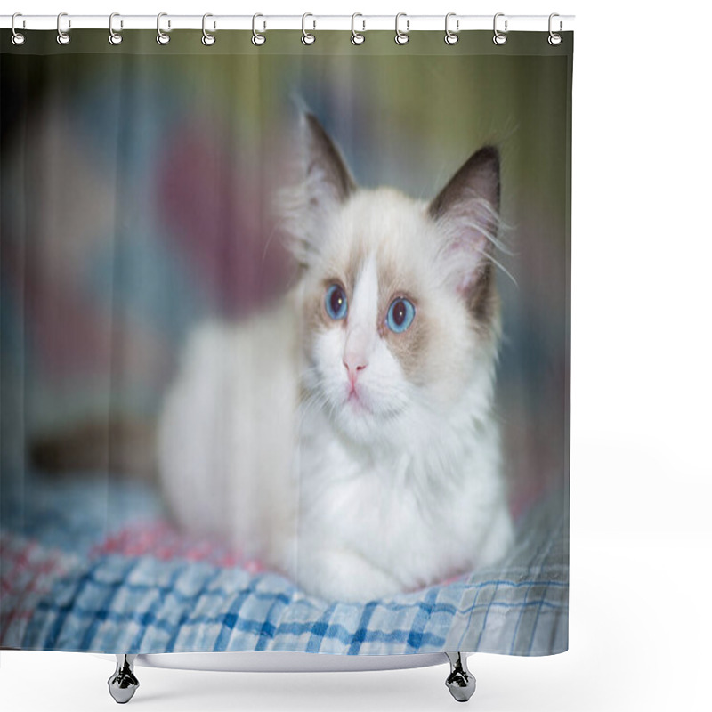 Personality  Two Month Old Ragdoll Kitten At Home Shower Curtains