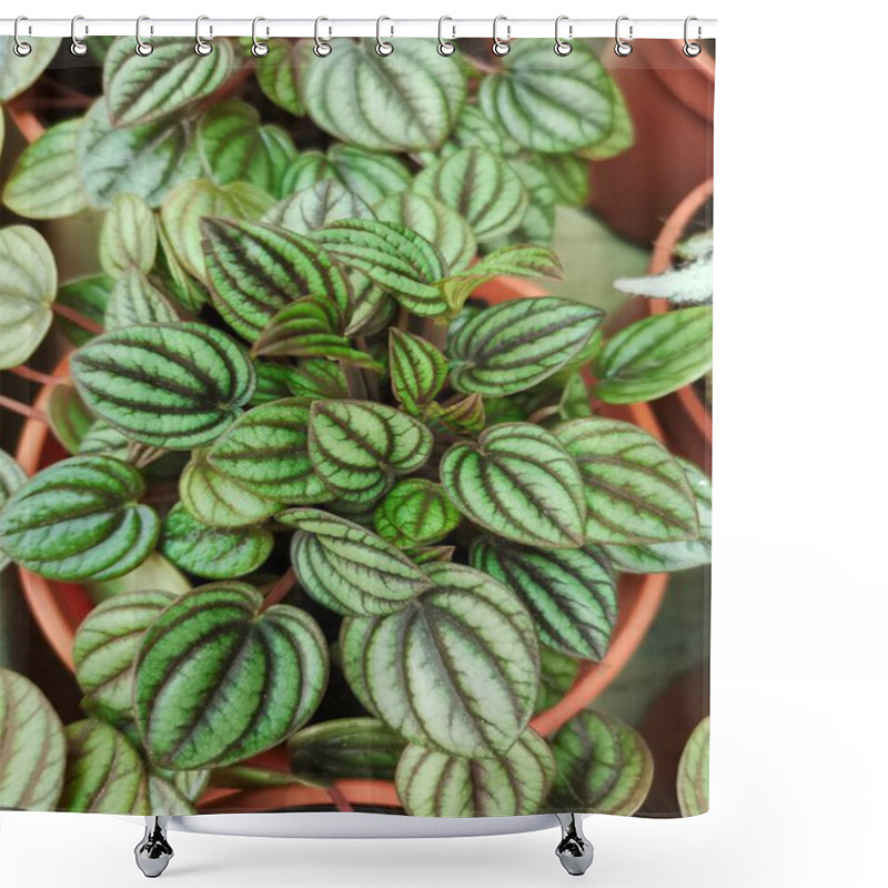 Personality  Close Shot Of The Watermelon Peperomia Plant Shower Curtains