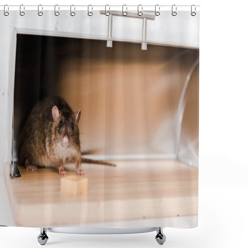 Personality  Selective Focus Of Little Mouse In Bread Box Near Cube Of Cheese In Kitchen  Shower Curtains