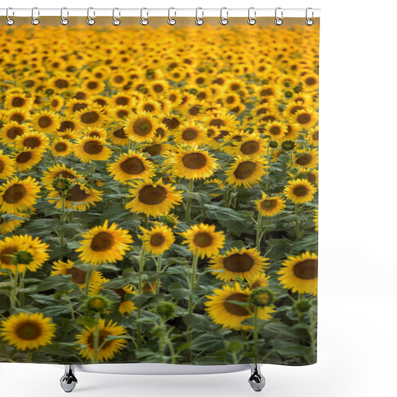 Personality  Sunflowers Field Near Arles  In Provence, France Shower Curtains