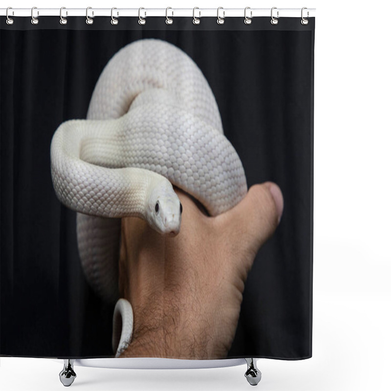 Personality  The Texas Rat Snake (Elaphe Obsoleta Lindheimeri ) Is A Subspecies Of Rat Snake, A Nonvenomous Colubrid Found In The United States, Primarily Within The State Of Texas.. Shower Curtains