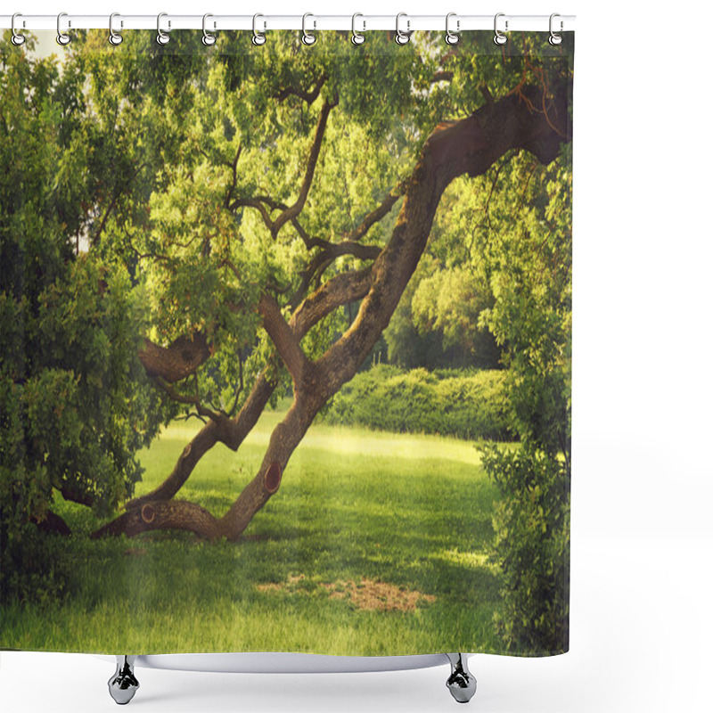 Personality  Old Big Tree Shower Curtains