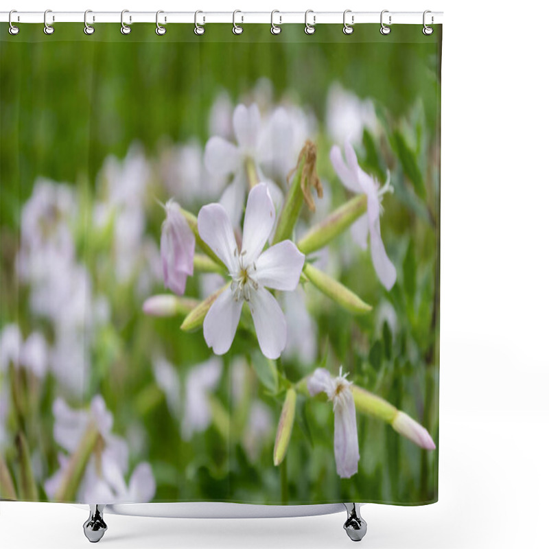 Personality  Saponaria Officinalis. A Cluster Of Delicate White Flowers With Pale Pink Accents Flourishes In Vibrant Greenery Under The Bright Spring Sun, Symbolizing Renewal And Beauty In Nature. Shower Curtains