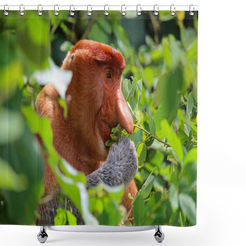 Personality  Proboscis Monkey Eating Berries Shower Curtains