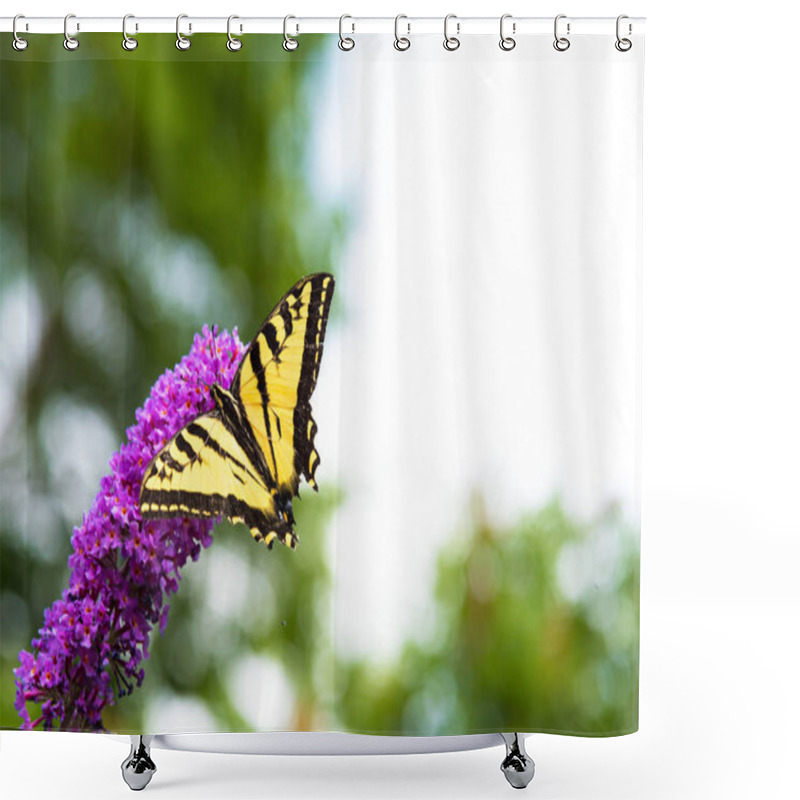 Personality  Swallowtail Butterfly Feeding On Butterfly Bush Flowers In Summer Shower Curtains