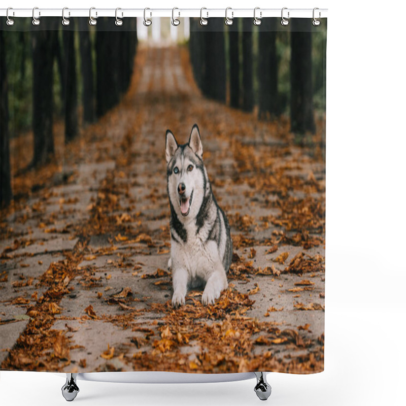 Personality  Husky Dog On Foliage In Autumn Park Shower Curtains