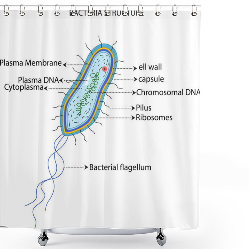 Personality  Bacteria Cell Structure Shower Curtains