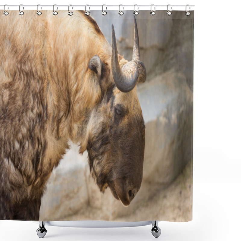 Personality  Takin Also Known As The Gnu Goat. Wildlife Animal. Shower Curtains