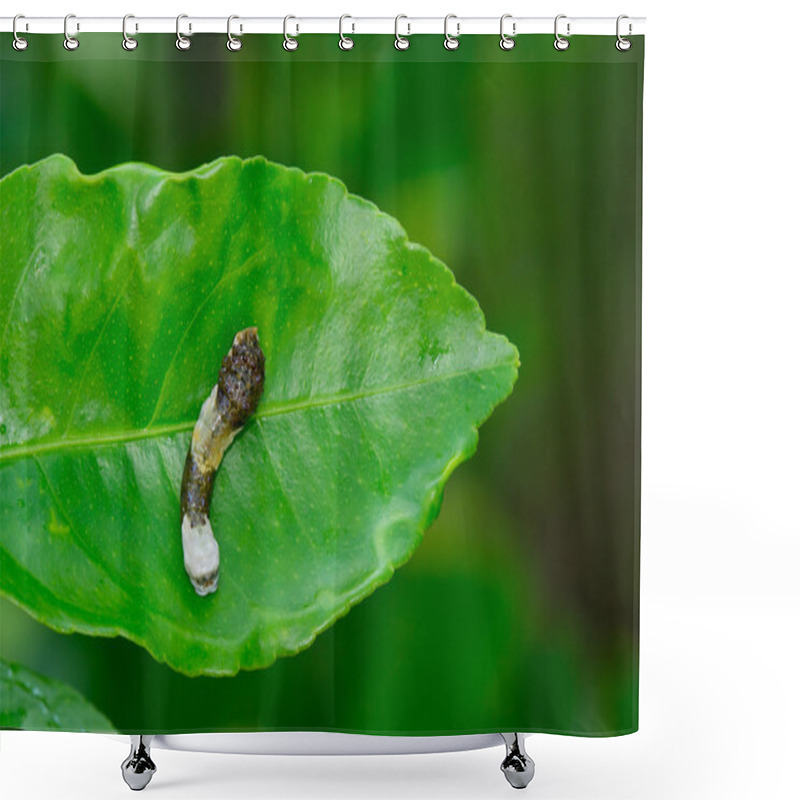 Personality  Giant Swallowtail Caterpillar Shower Curtains