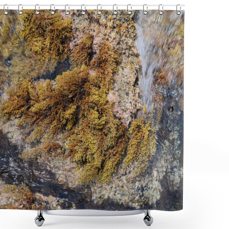 Personality  Seaweeds On A Rock Shower Curtains