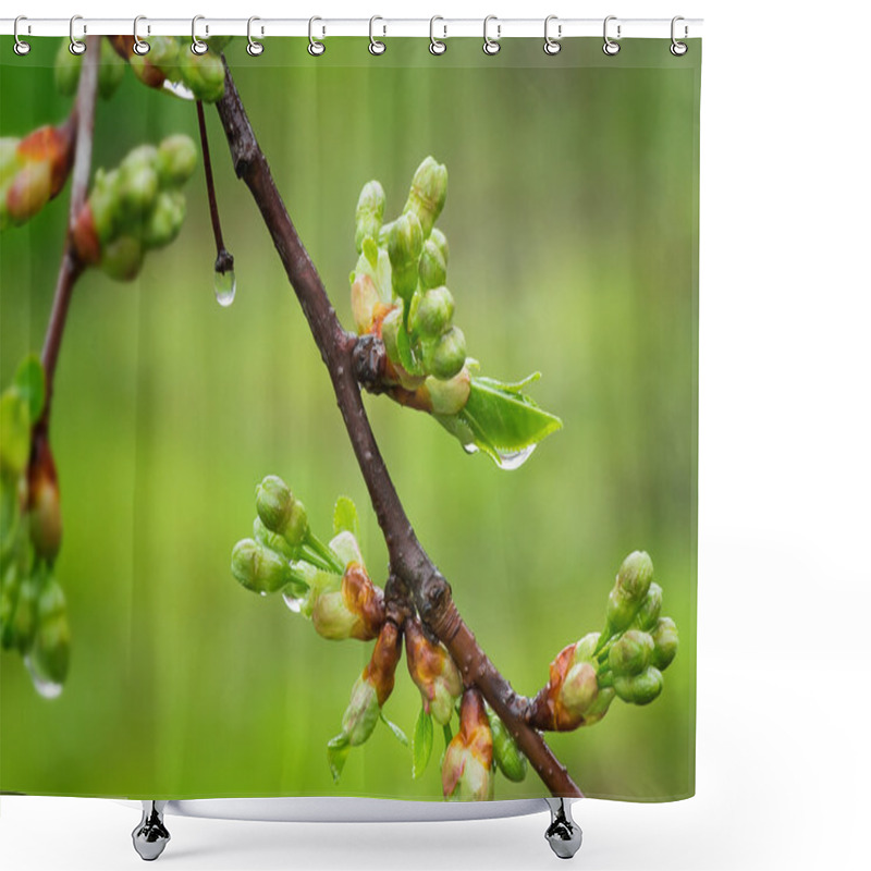 Personality  Blossoming Buds Of Cherry With Water Droplets After A Rain. Shower Curtains