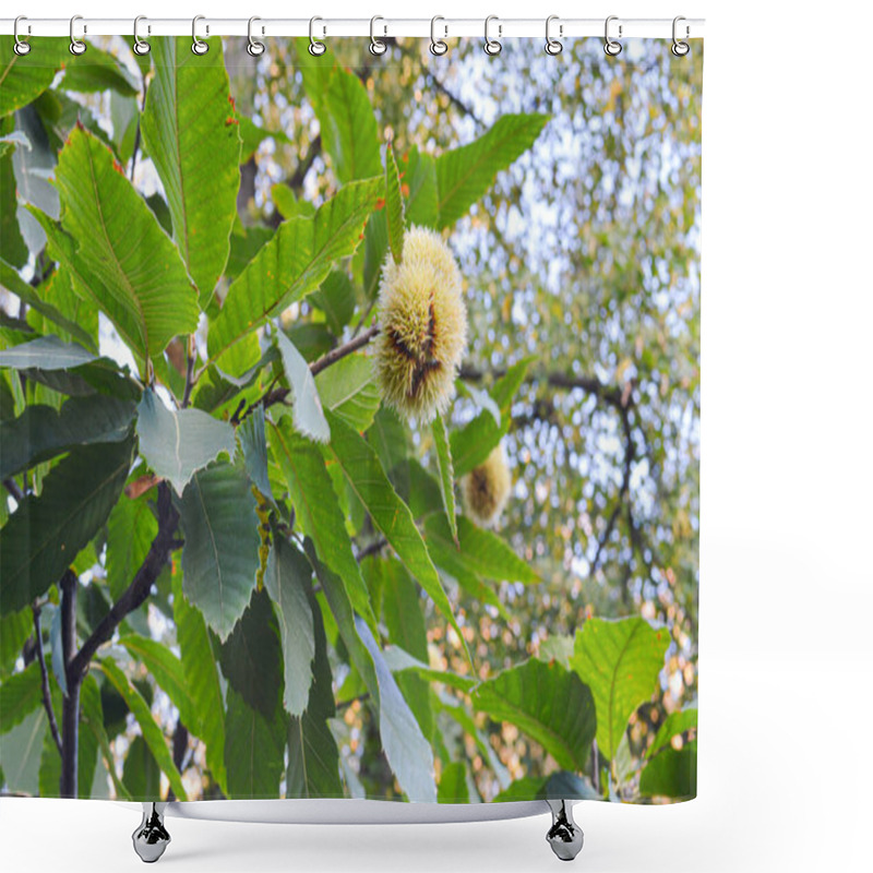 Personality  A Close-up Of Vibrant Chestnut Tree Leaves With Spiky Chestnut Burrs. The Rich Green Foliage Contrasts With The Delicate Yellowish Burrs, Showcasing Nature's Seasonal Beauty. Shower Curtains