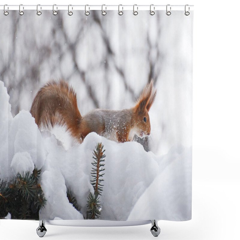 Personality  Squirrel In Winter Shower Curtains