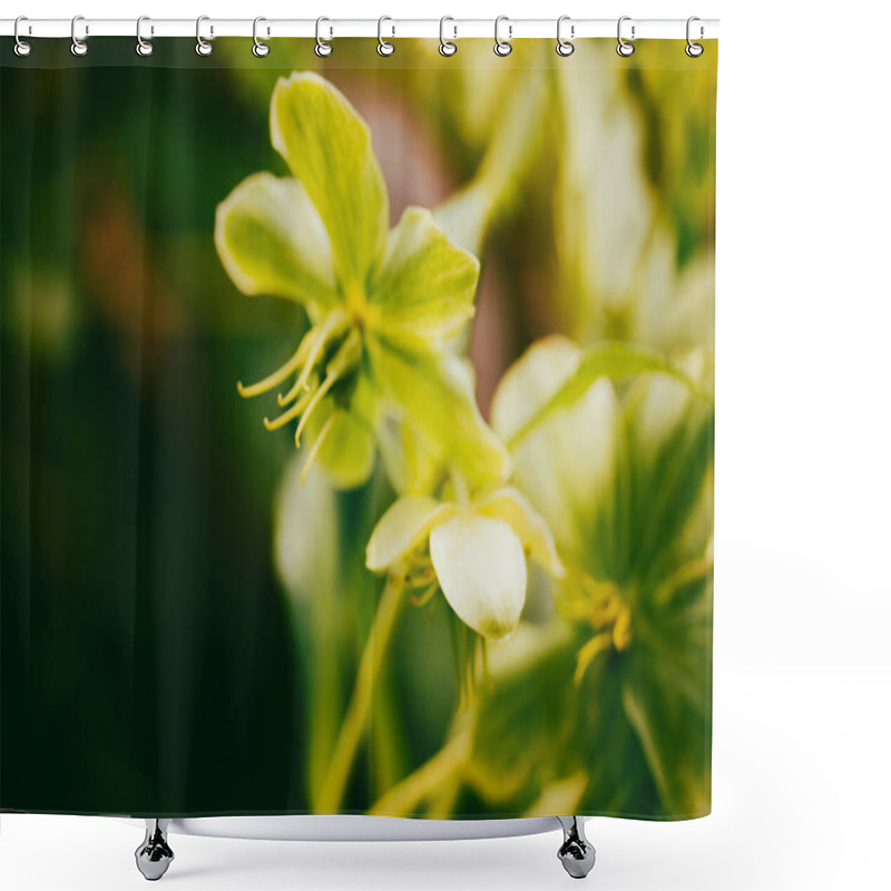 Personality  Helleborus Foetidus Green Buttercup, Frost Wild Flowers Grow In Spring Garden. A Primary Green Flowers Cluster In Bloom. Springtime Nature Awaking.  Shower Curtains