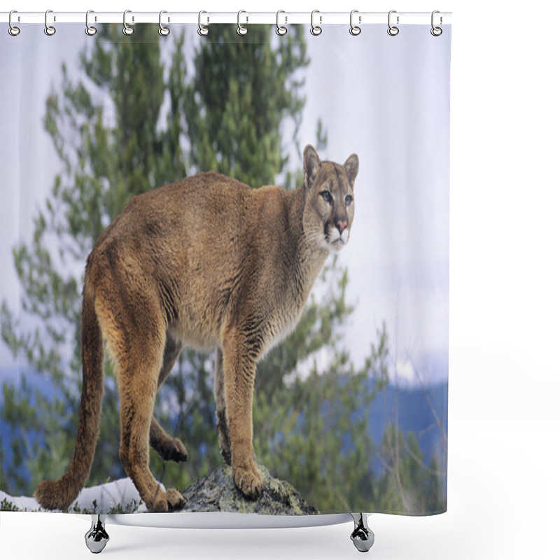 Personality  Mountain Lion Standing On Rock Shower Curtains