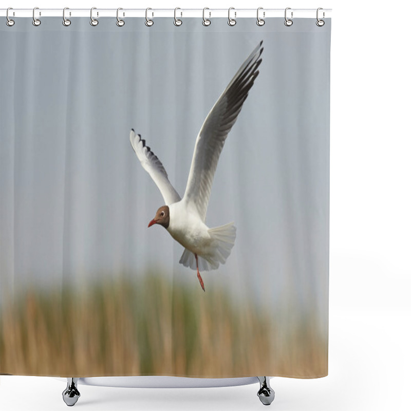 Personality  Black Headed Gull (Chroicocephalus Ridibundus) Shower Curtains