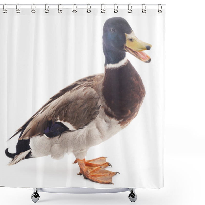 Personality  Wild Duck  Isolated. Shower Curtains