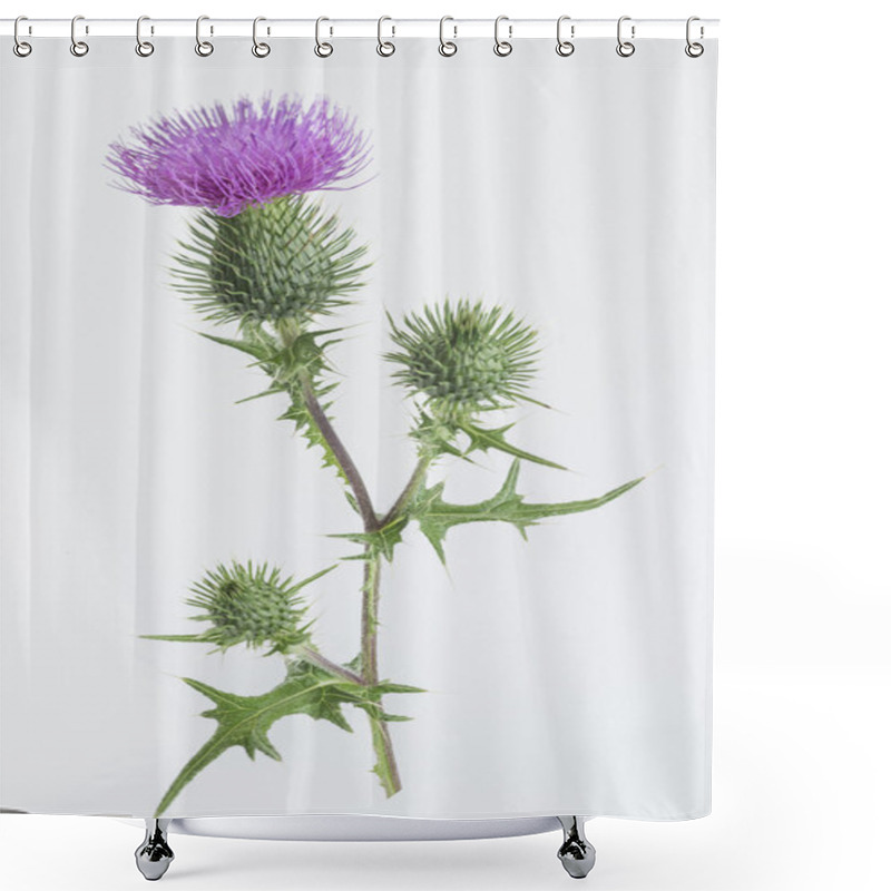 Personality  Milk Thistle Plant Cardus Marianus Shower Curtains