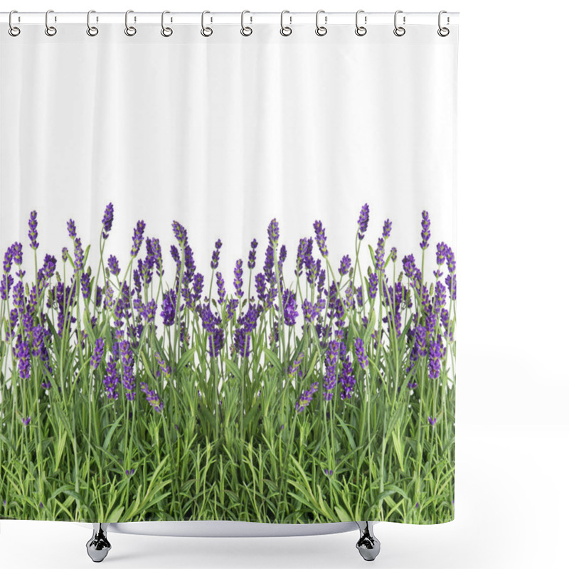 Personality  Fresh Lavender Flowers Isolated On White Shower Curtains