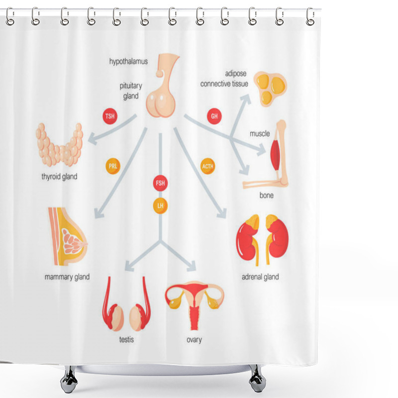 Personality  Function Of Endocrine System. Simple Vector Infographic In Flat Style Shower Curtains