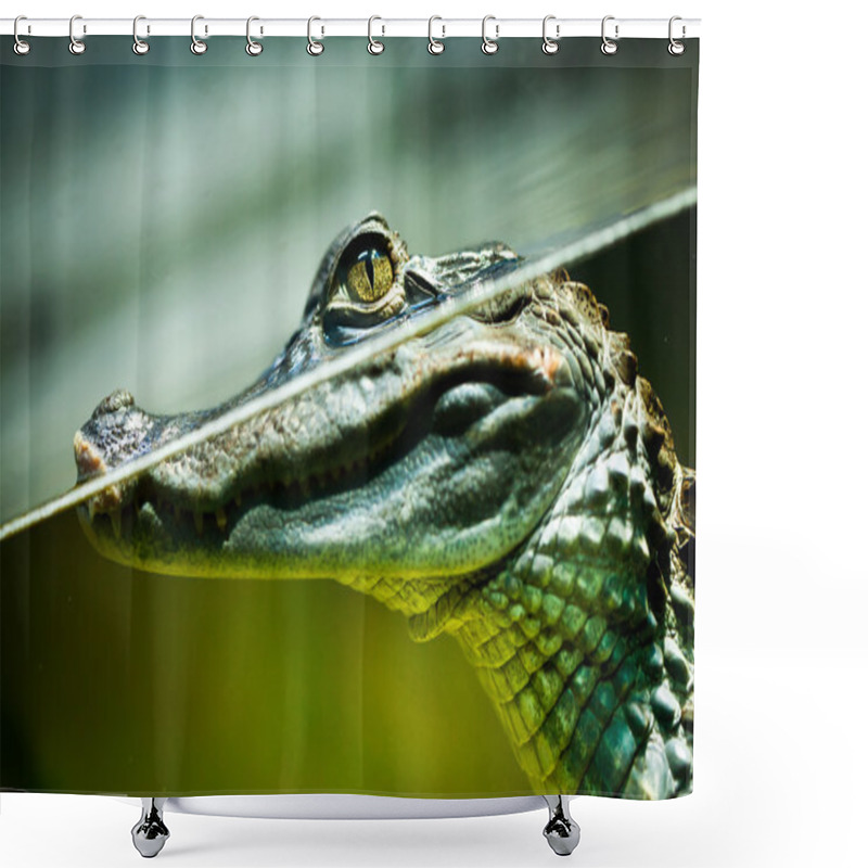 Personality  Caiman Crocodilus Shower Curtains