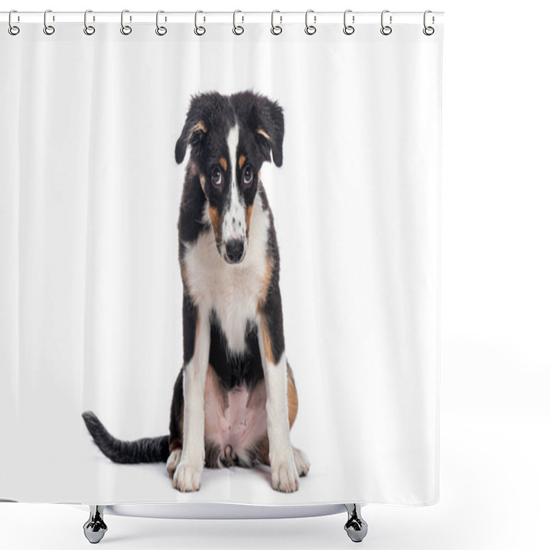 Personality  Adorable Australian Shepherd Dog Puppy Sitting And Showing A Sad Expression, Isolated On A White Background Shower Curtains