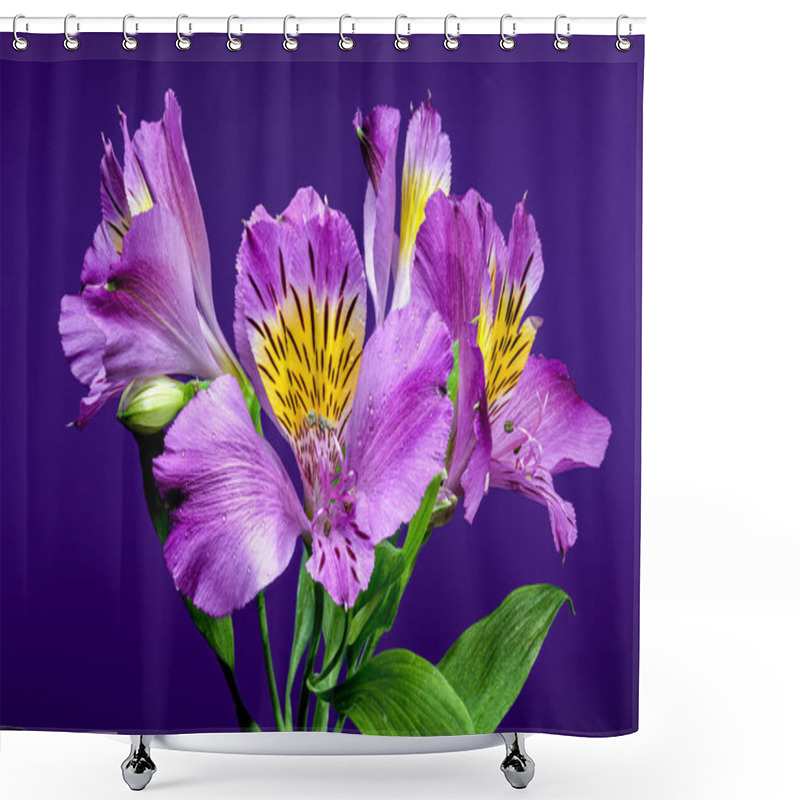 Personality  Vibrant Purple Alstroemeria Navarro Flowers With Yellow And Black Markings, Captured On A Purple Background Shower Curtains